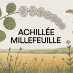 Illustration d'achillée millefeuille confusion en prairie