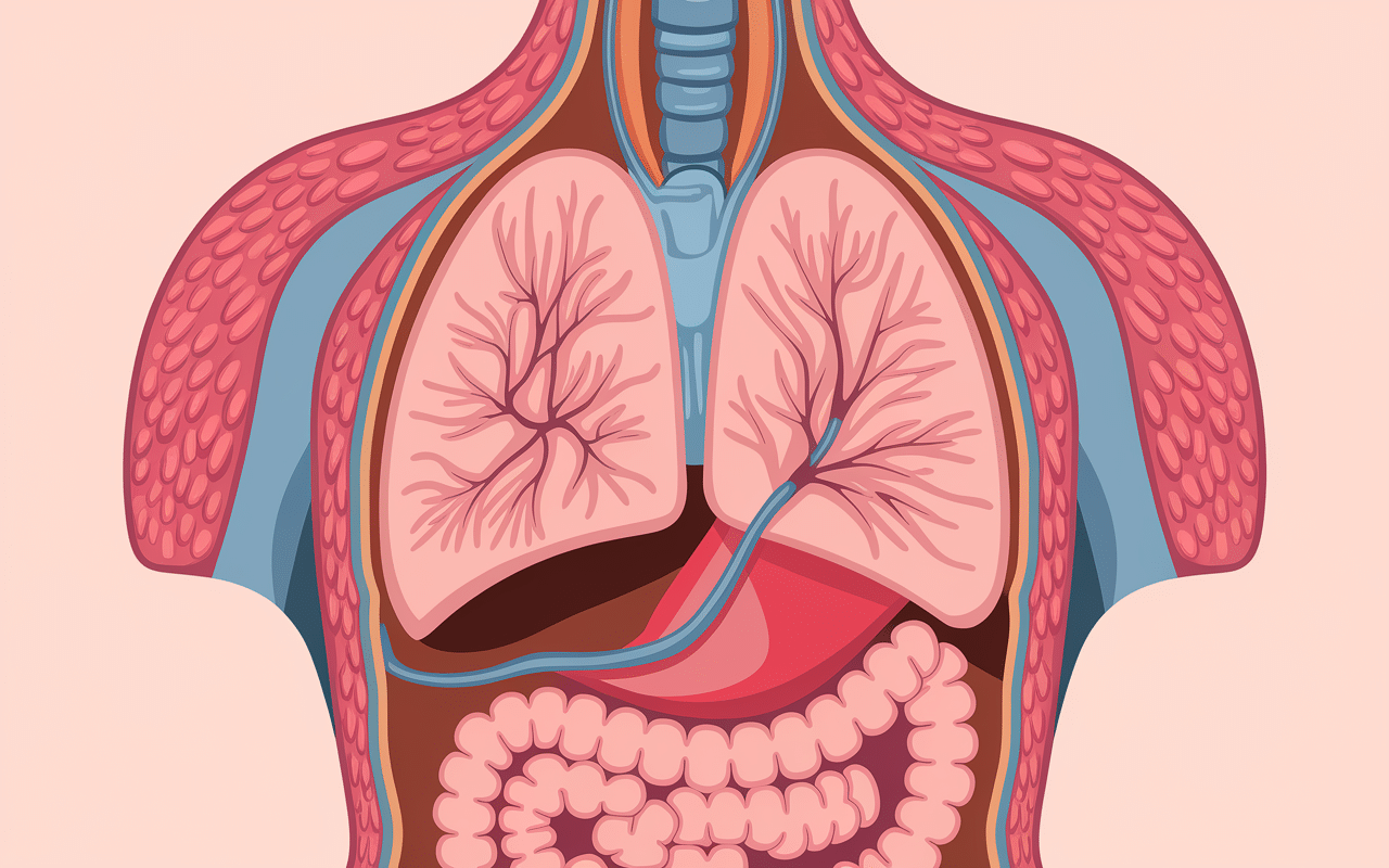 comment enlever la cellulite des cuisses schema anatomique causes