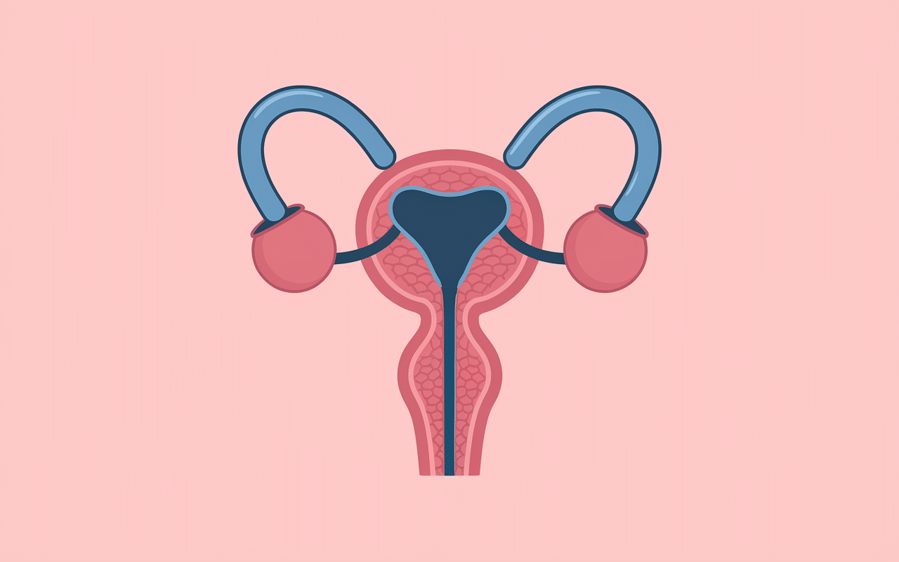 diagramme anatomie sonde urinaire femme